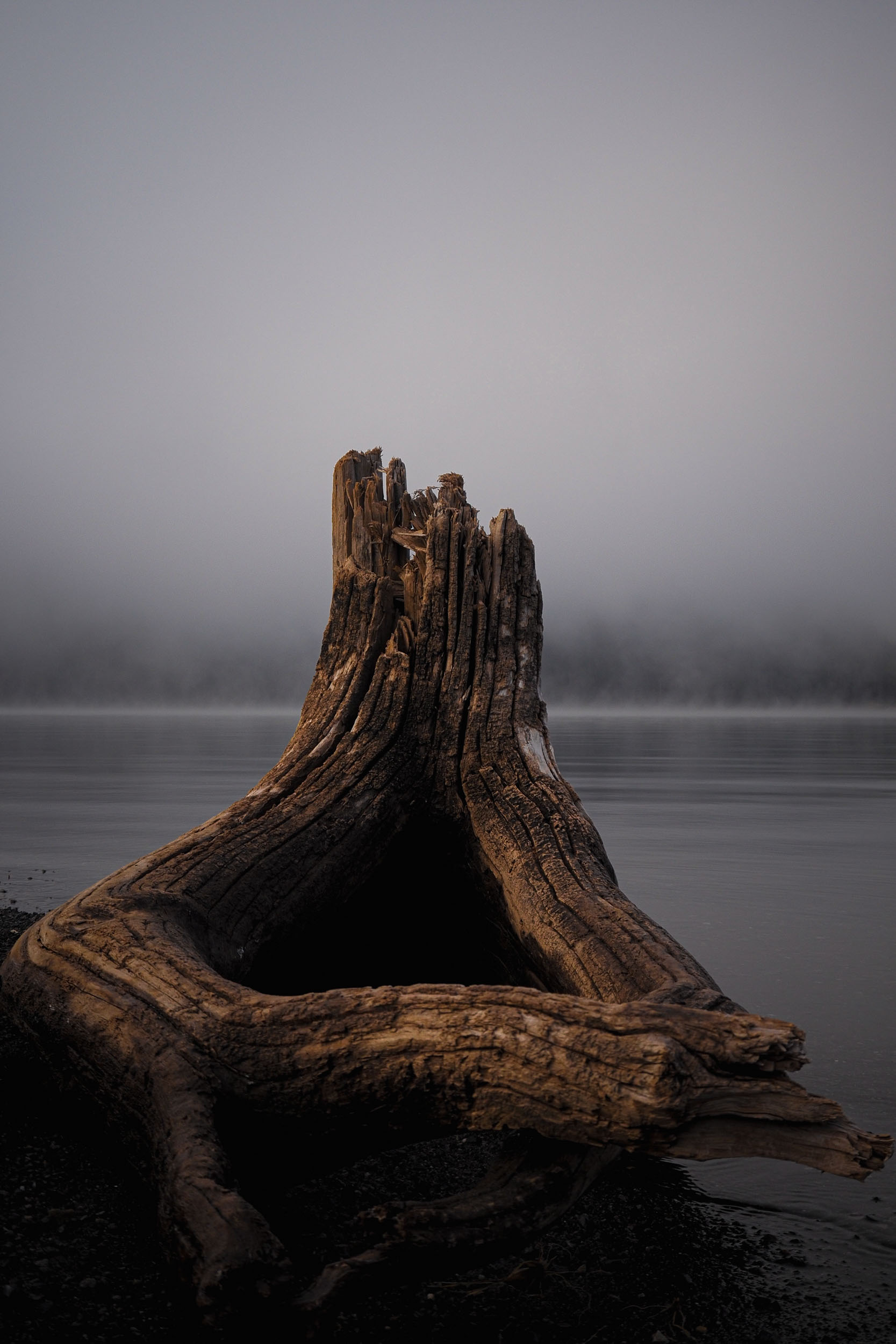 A piece of weathered driftwood in an isolated, sculptural composition.